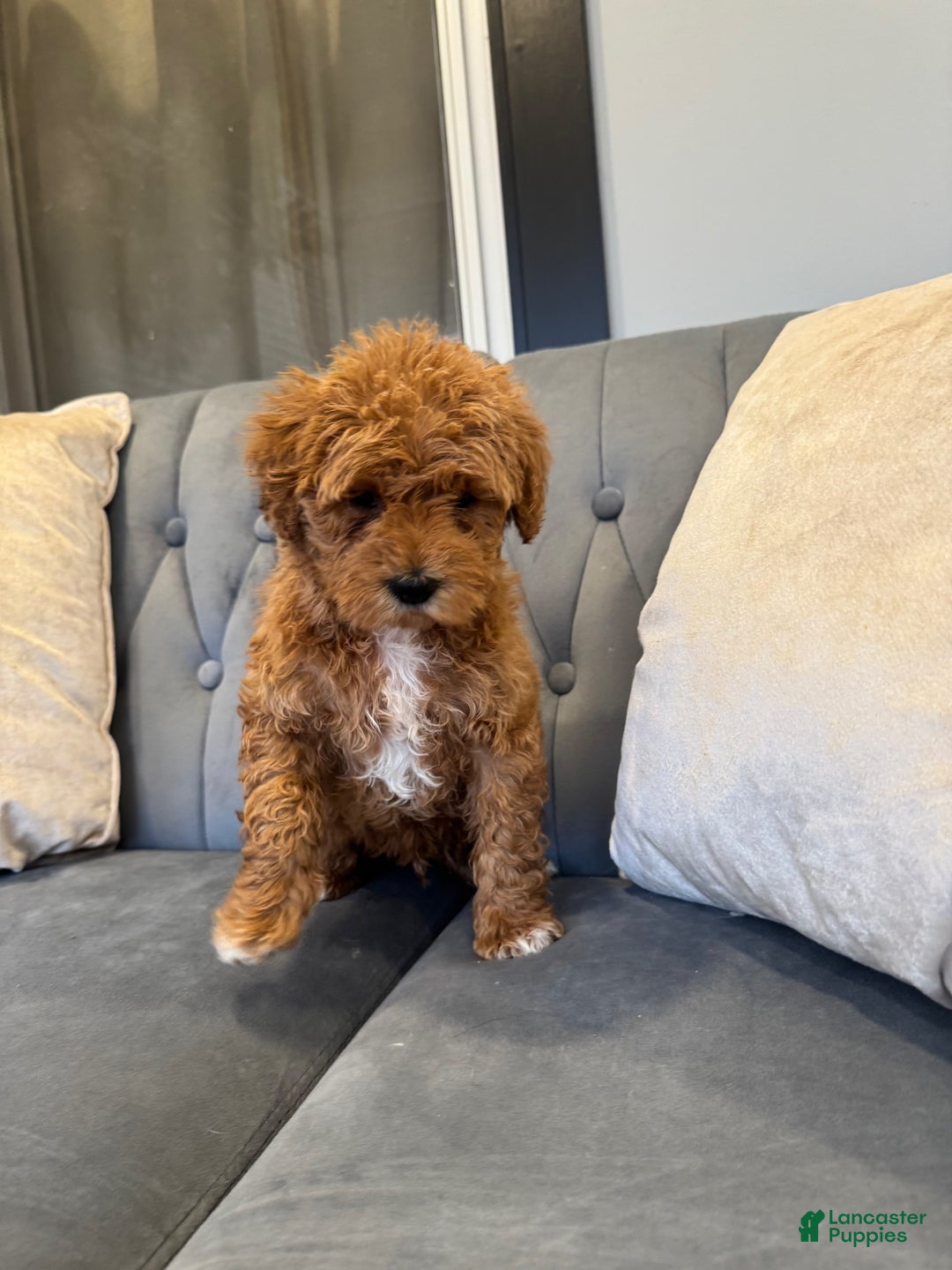 Mini Goldendoodle dogs for sale: Mini Goldendoodle Puppy 2 - Ad 5