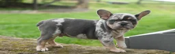 French Bulldog dogs for sale: Ace  (Blue Merle Tan) 🐶✨ - Ad 9