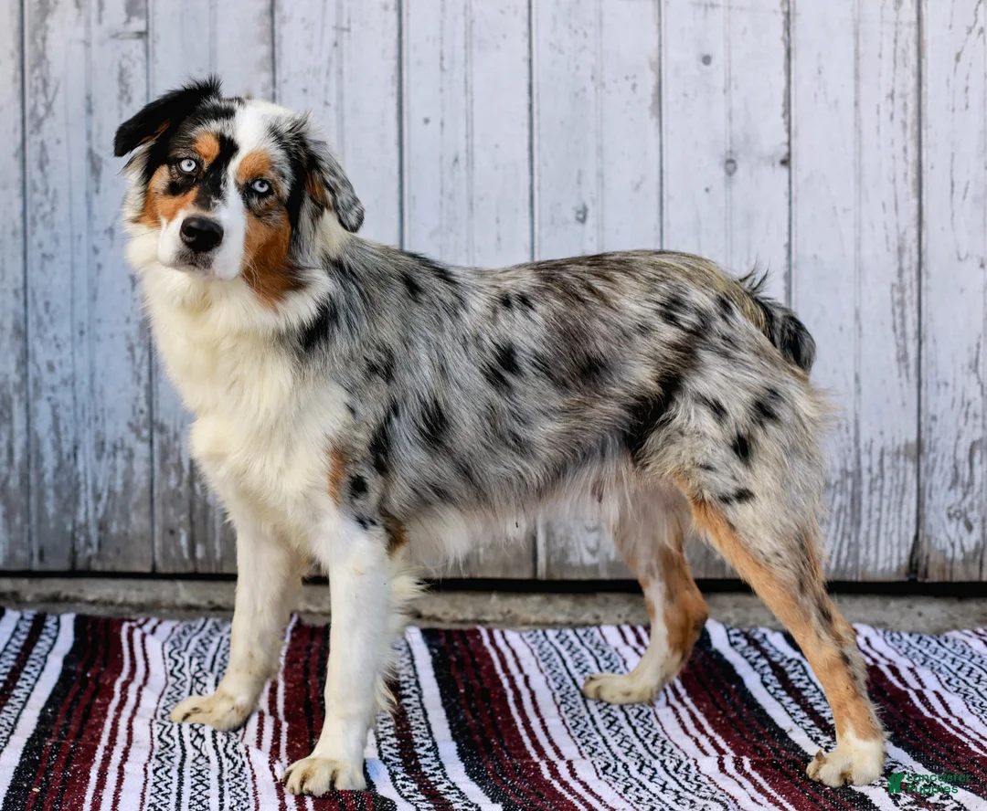 Australian Shepherd dogs for sale: Jada - Ad 10