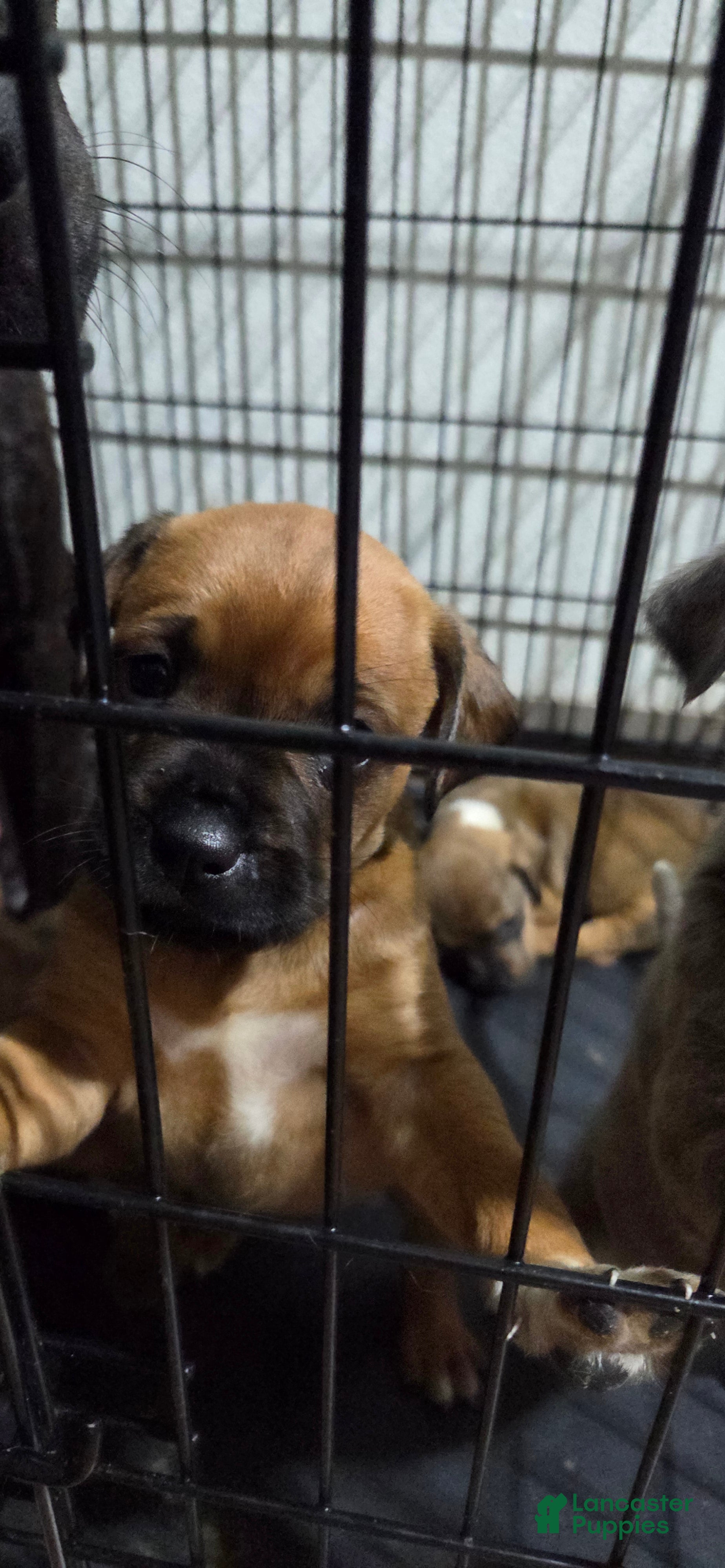 Cane Corso dogs Cane Corso 3 - Ad 22
