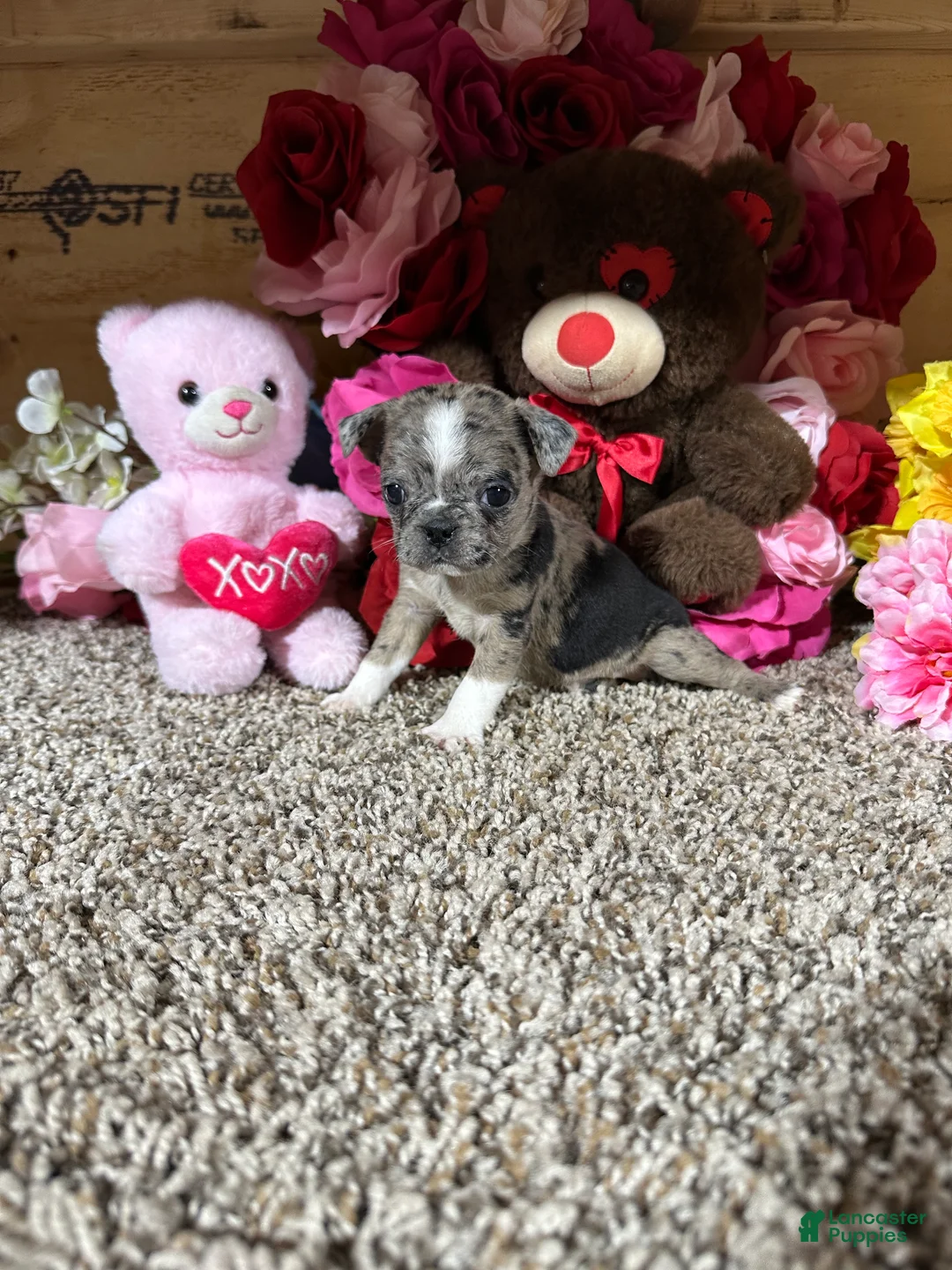 Mixed Breed dogs for sale: Mixed Breed Puppy 3 - Ad 1