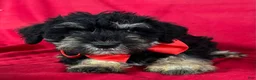Miniature Schnauzer dogs for sale: Miniature Schnauzer 1 - Ad 1