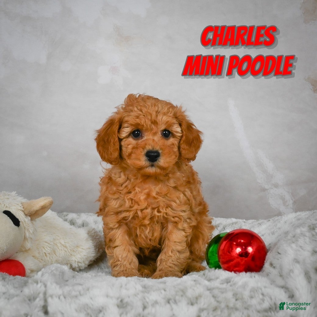 Miniature Poodle dogs Charles - Ad 22