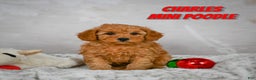 Miniature Poodle dogs for sale: Charles - Ad 1