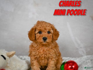 Miniature Poodle dogs Charles - Ad 31