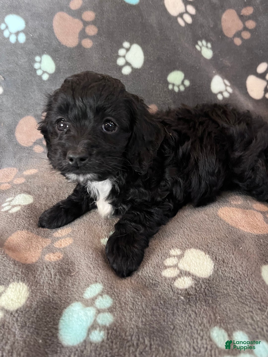 Cockapoo dogs for sale: Cockapoo Puppy 1 - Ad 3