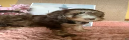 Labradoodle dogs for sale: Labradoodle 6 - Ad 6