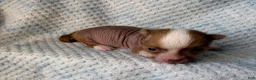 Chihuahua dogs for sale: Chihuahua Puppy 1 - Ad 10
