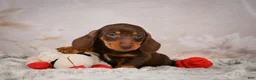 Miniature Dachshund dogs for sale: Simon - Ad 4