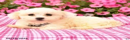 Maltipoo dogs for sale: Oscar - Ad 3