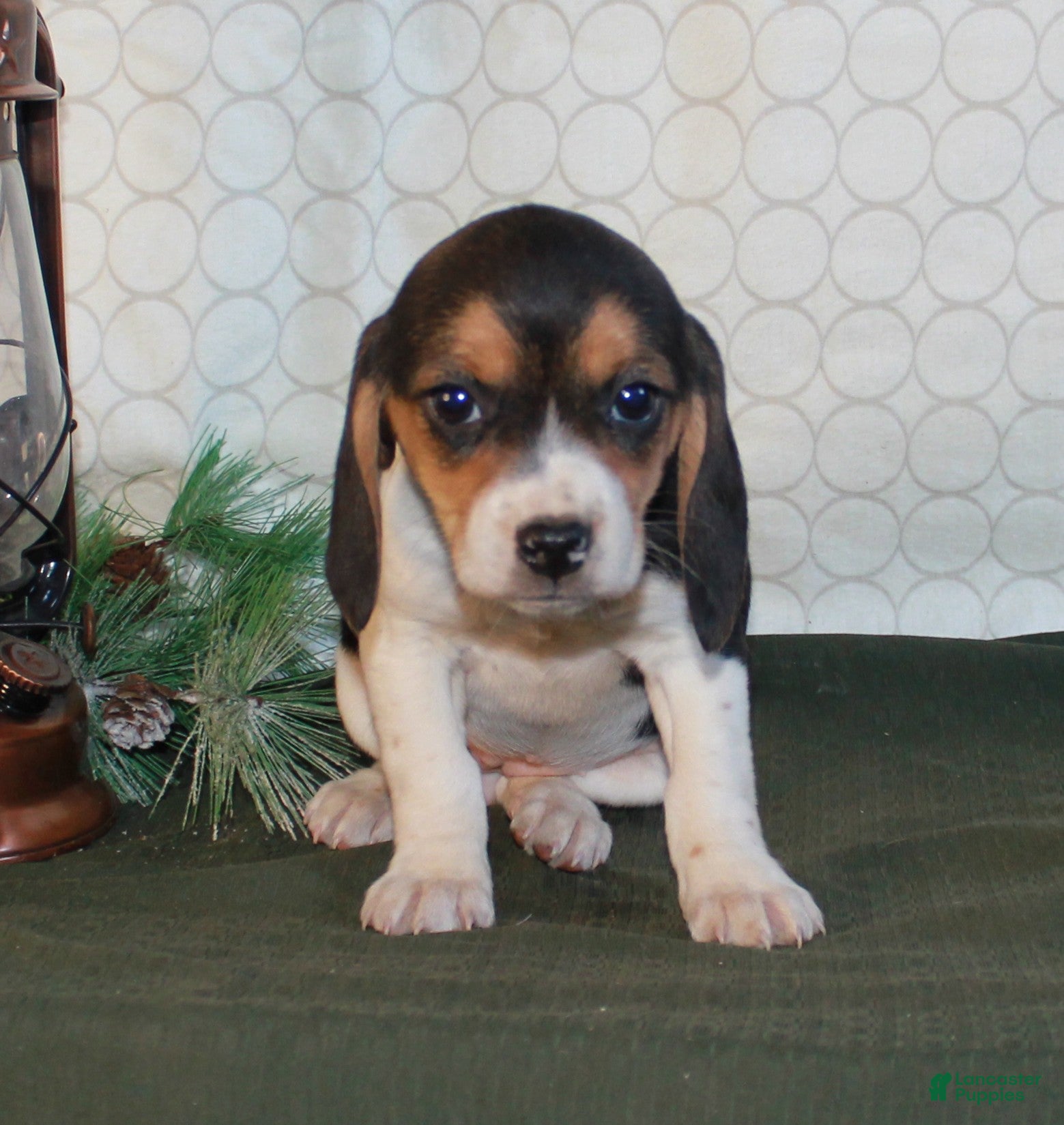 Beagle dogs Mia - Ad 2