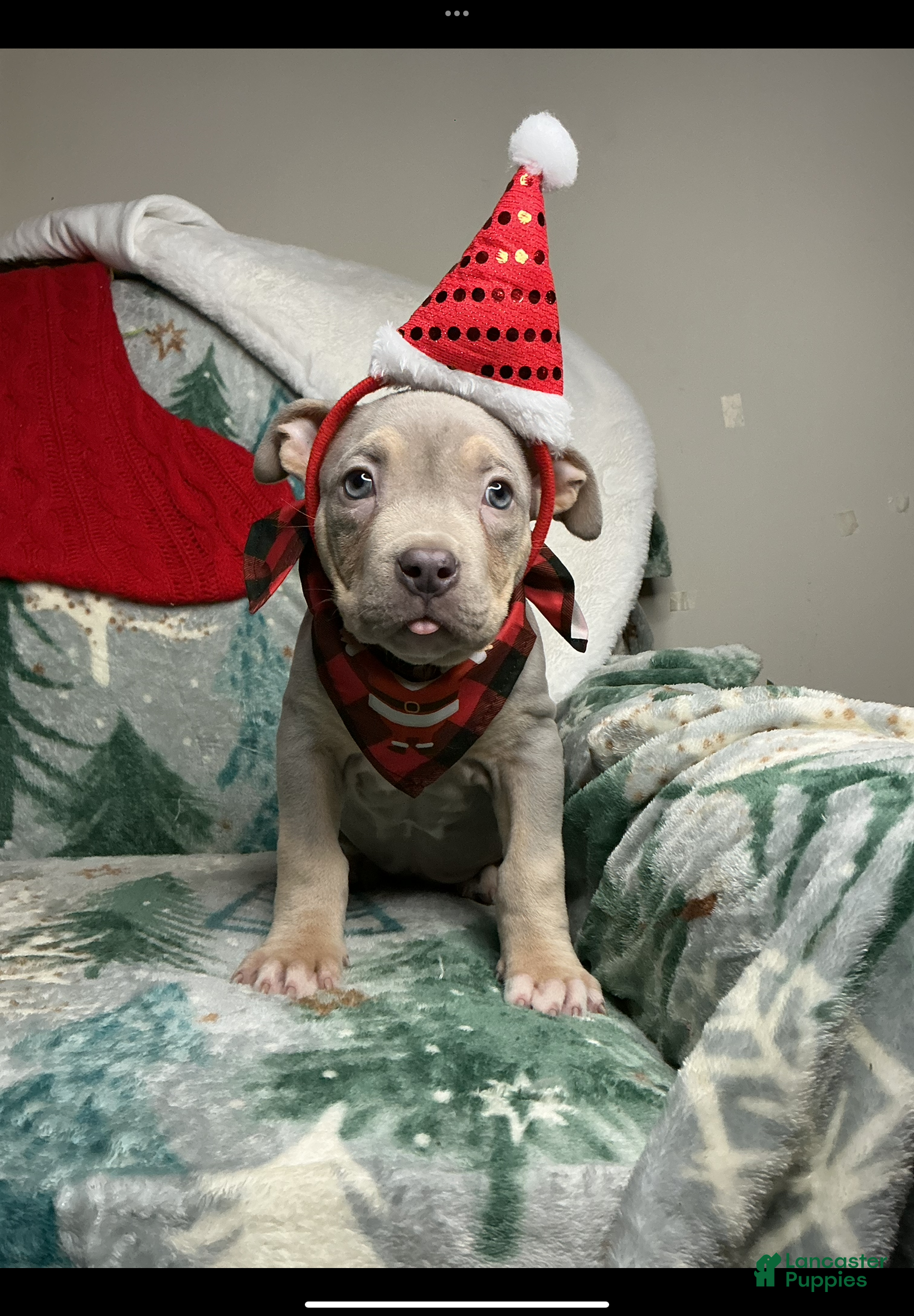 American Bully dogs Sunflower  - Ad 11