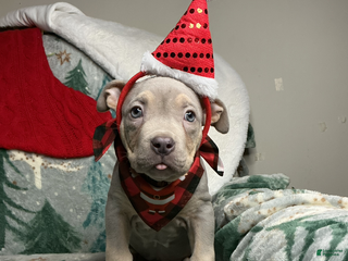 American Bully dogs Sunflower - Ad 4