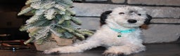Miniature Poodle dogs for sale: AKC Duey - Ad 2