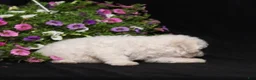 Bichon Frise dogs for sale: Kipper - Ad 4