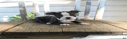 Boston Terrier dogs for sale: Cleo - Ad 4