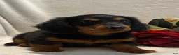 Miniature Dachshund dogs for sale: Pearl - Ad 5