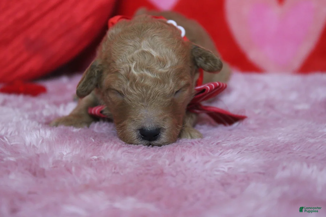 Goldendoodle dogs for sale: Crush  - Ad 2