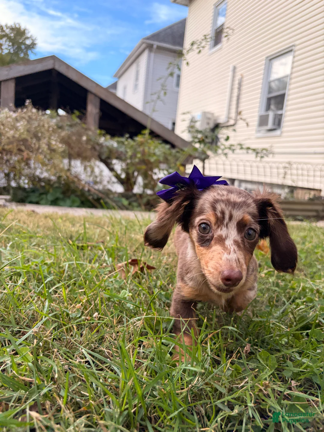 Miniature Dachshund dogs for sale: Pumpkin - Ad 5