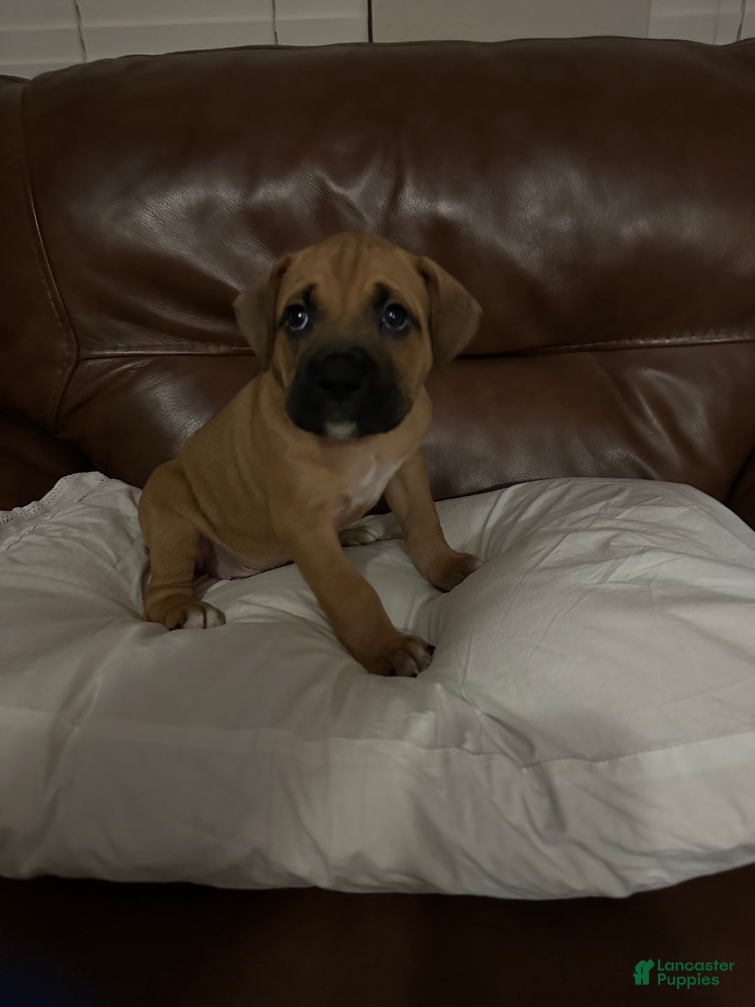 Mixed Breed dogs for sale: Junior  - Ad 3