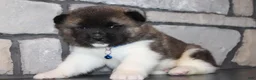 Akita dogs for sale: AKC Huey - Ad 5