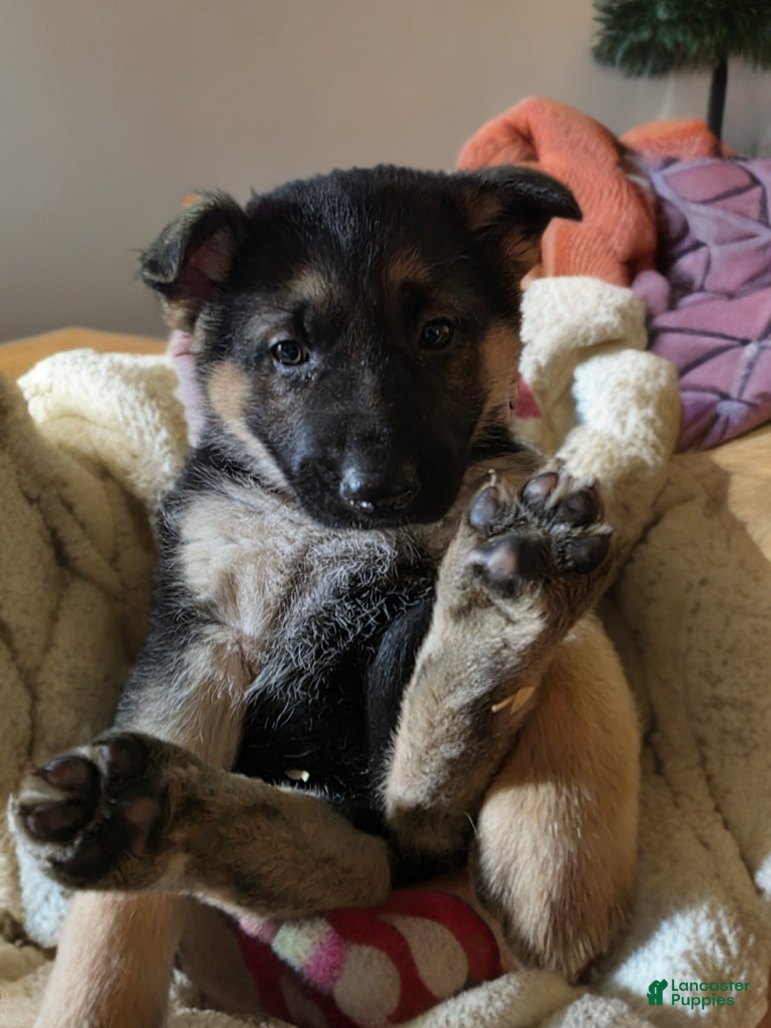 German Shepherd dogs for sale: German Shepherd Puppy 4 - Ad 2