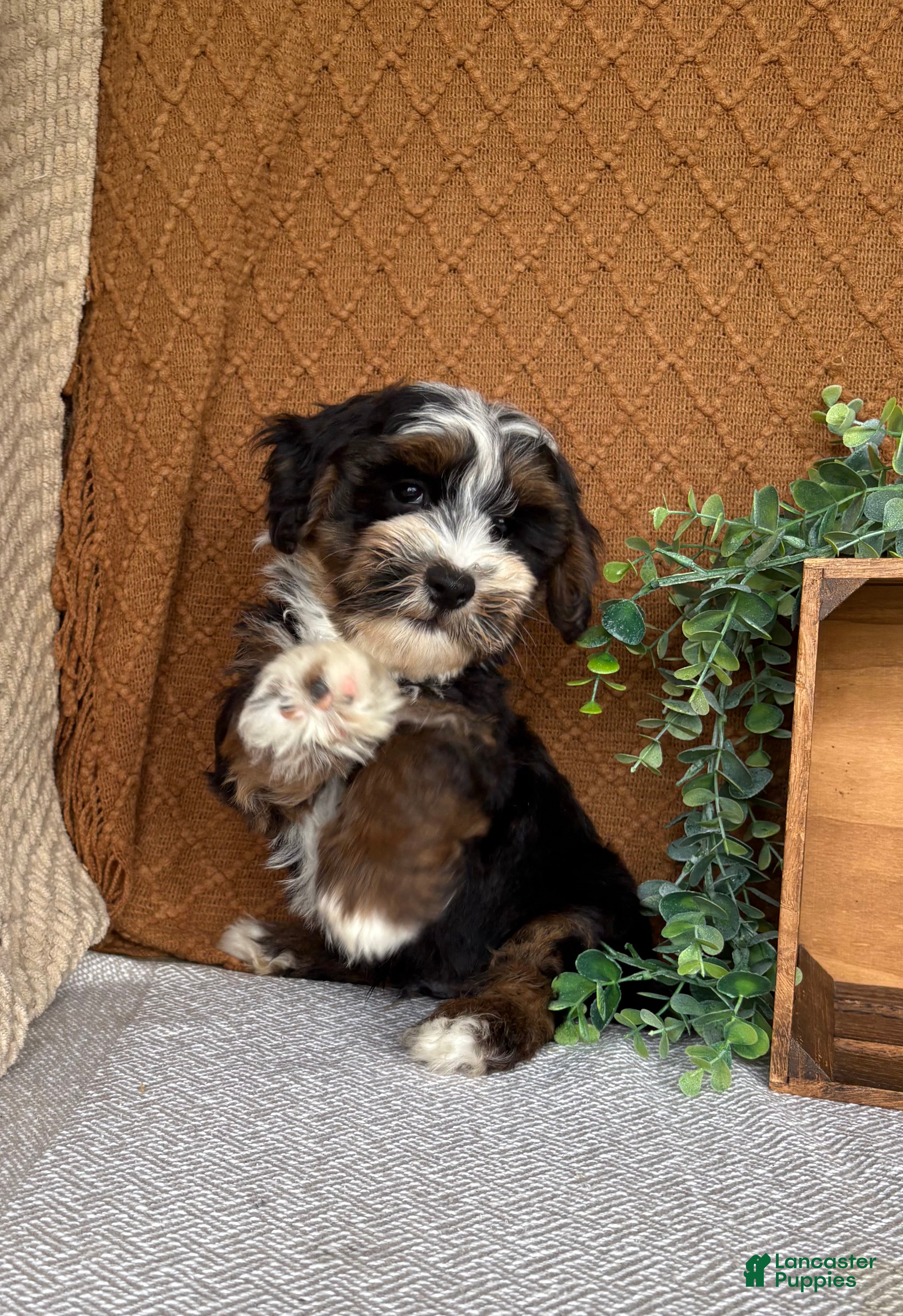 Havanese dogs Jordan  - Ad 2