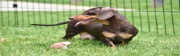 Miniature Dachshund dogs for sale: Bo - Ad 10