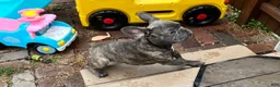French Bulldog dogs for sale: French Bulldog 1 - Ad 6