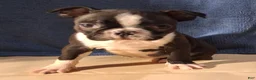 Boston Terrier dogs for sale: Esme - Ad 3