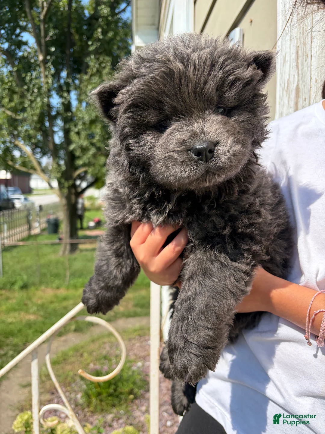 Chow Chow dogs for sale: Blue  - Ad 2
