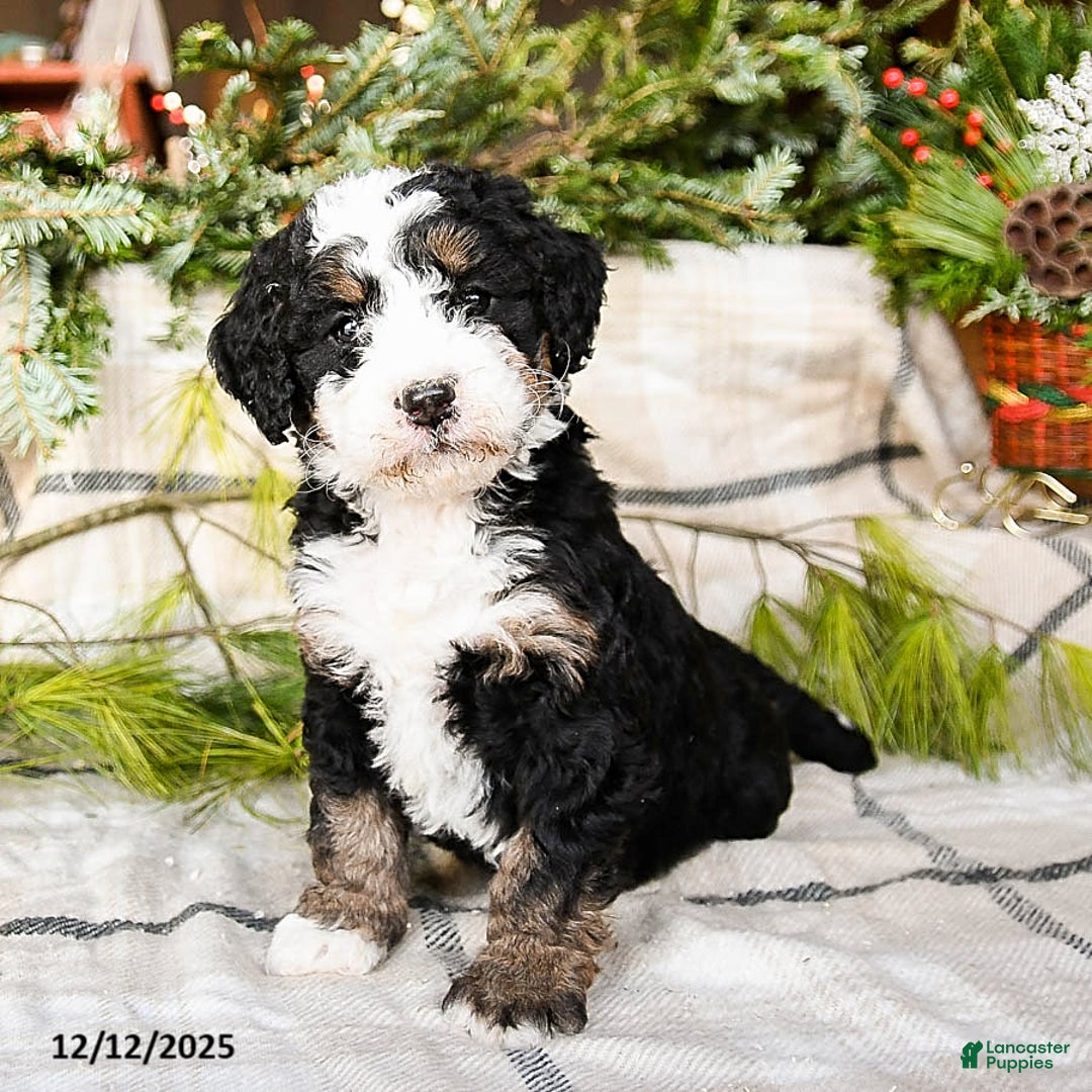 Mini Bernedoodle dogs for sale: Maggie - Ad 3