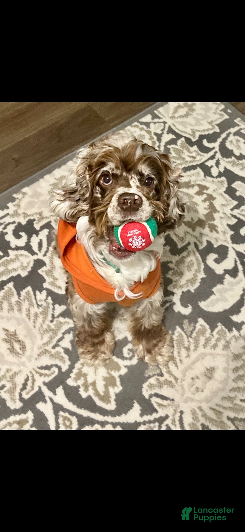 Cocker Spaniel dogs Looking for female to stud my boy with  - Ad 1