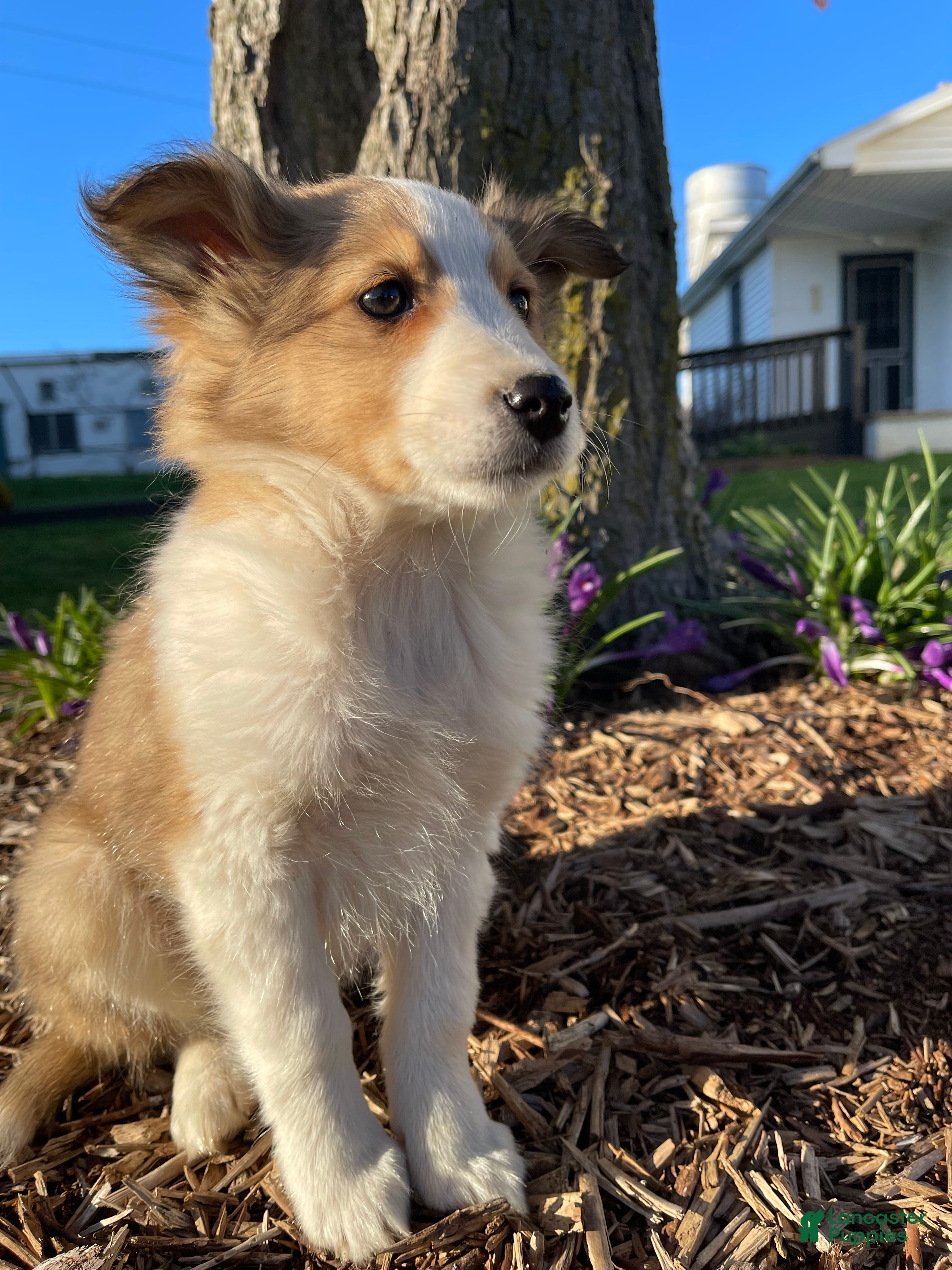 Shetland Sheepdog dogs CHERRY - Ad 1