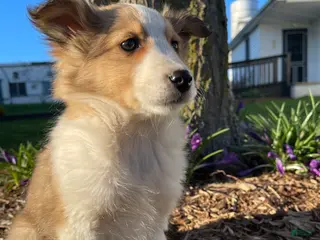 Shetland Sheepdog dogs for sale: CHERRY - Ad 4