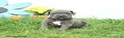 Cane Corso dogs for sale: Raven - Ad 2