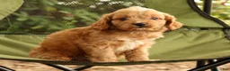 Cavapoo dogs for sale: Seth - Ad 9