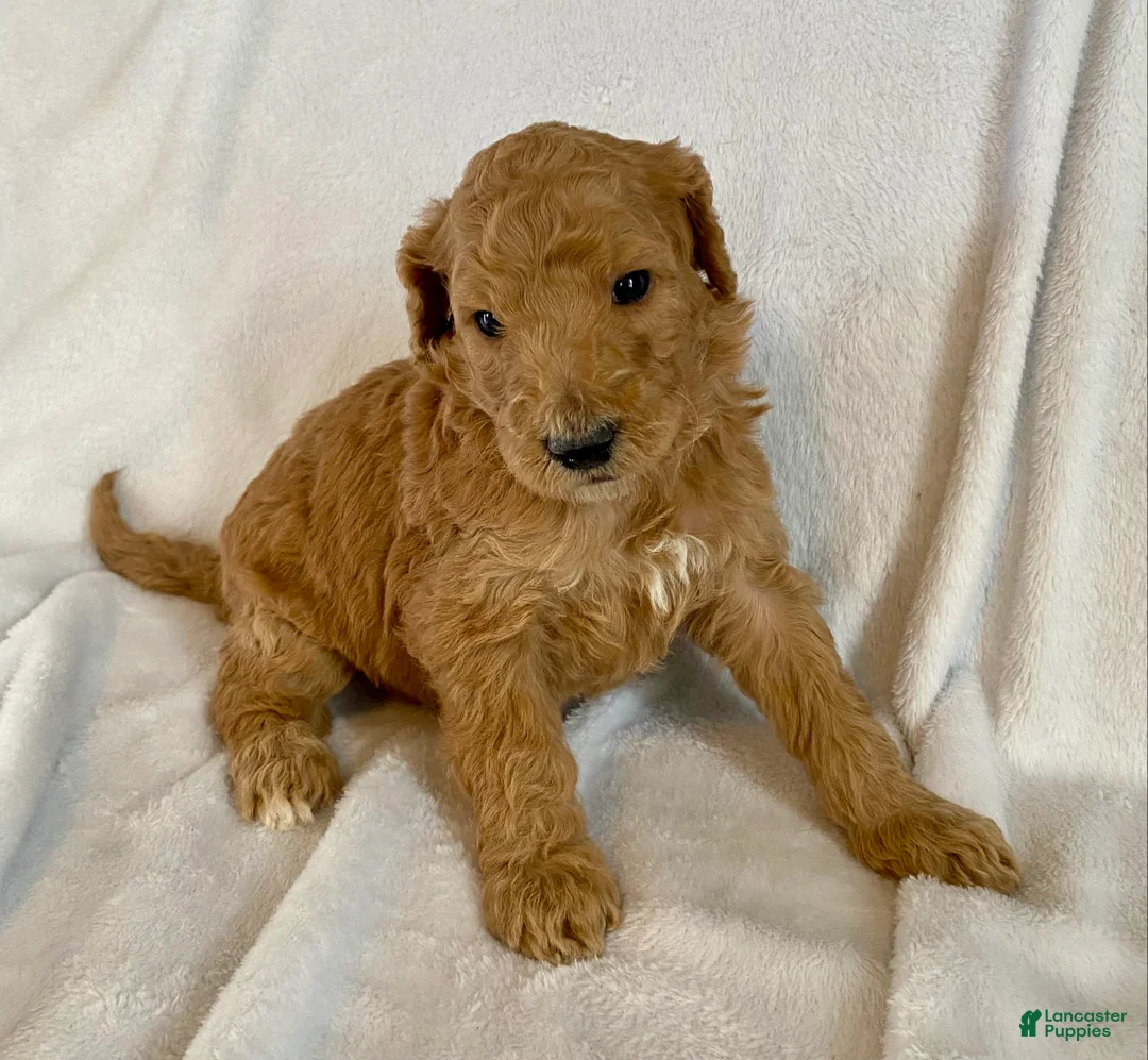 Standard Poodle dogs for sale: Scarlet - Ad 6