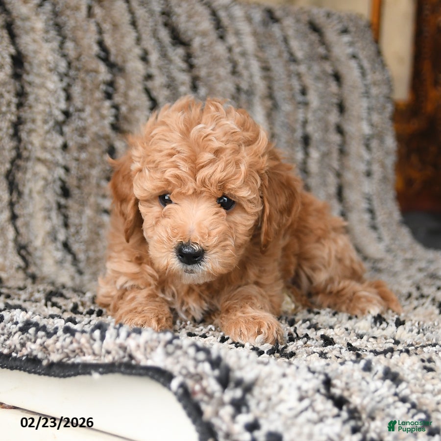 Bichpoo dogs Flower - Ad 2