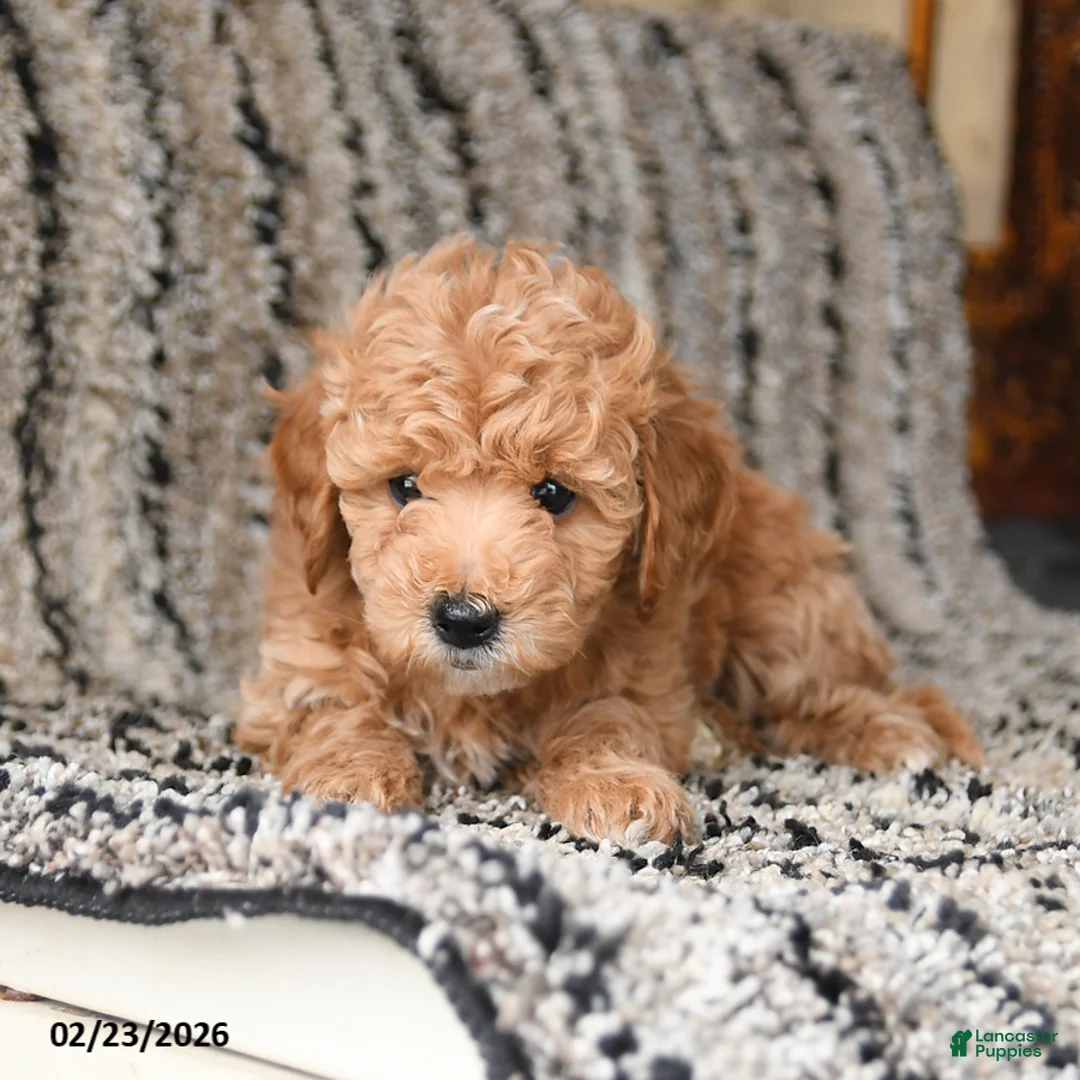 Bichpoo dogs for sale: Flower - Ad 2