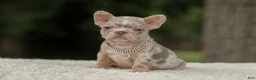 French Bulldog dogs for sale: Digger - Ad 5