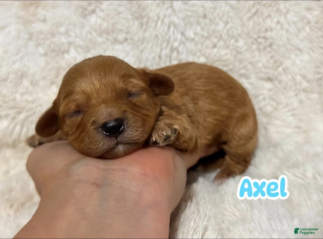 Cavapoo dogs for sale: Axel - Ad 1