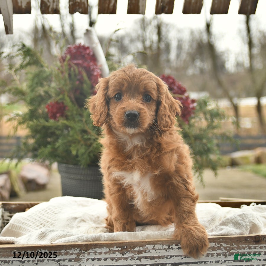 Cavapoo dogs Belle  - Ad 41