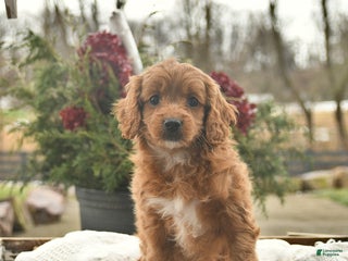 Cavapoo dogs Belle - Ad 35