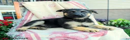 German Shepherd dogs for sale: Apollo - Ad 5