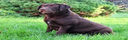 Labrador Retriever dogs for sale: Reba - Ad 3