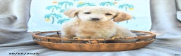 Mini Goldendoodle dogs for sale: Sassy - Ad 1