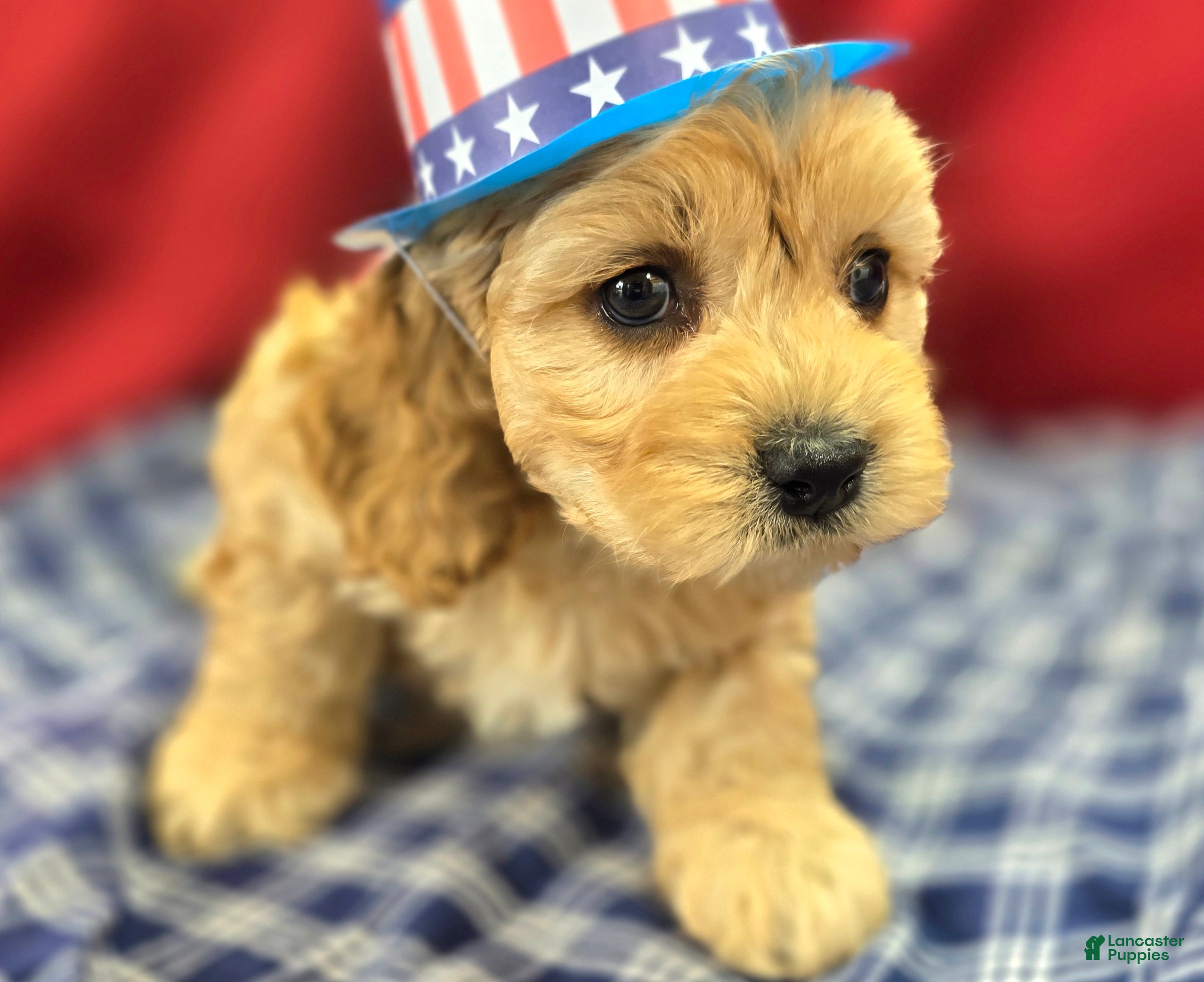 Cockapoo dogs Knotty - Ad 8