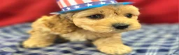 Cockapoo dogs for sale: Knotty - Ad 7