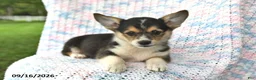 Welsh Corgi Pembroke dogs for sale: Austin - Ad 4